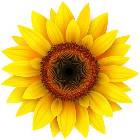 sunflower vector art|realistic sunflower clip art.